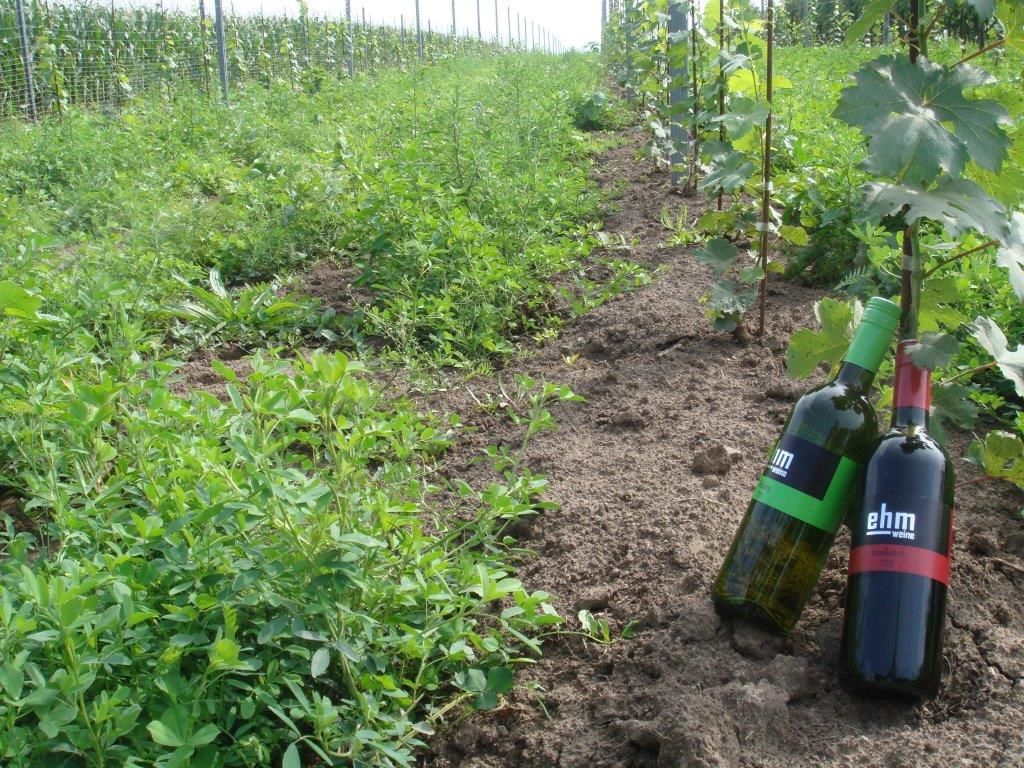 Két üveg bor egy szőlőskertben, zöld növényekkel és szőlővel.