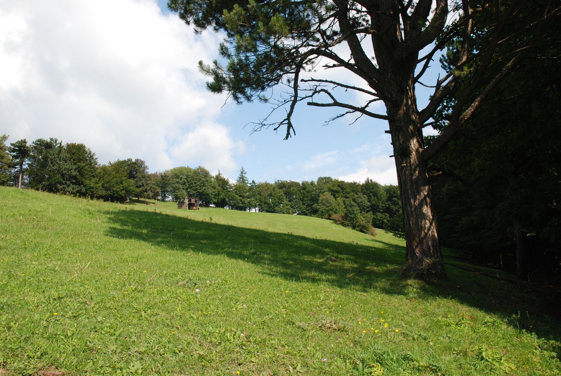 A Mittagskogel alatti rét
