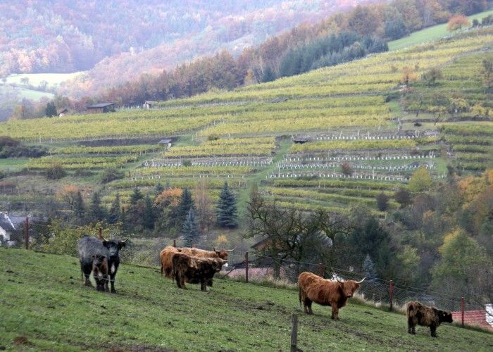 Felföldi szarvasmarha a legelőn