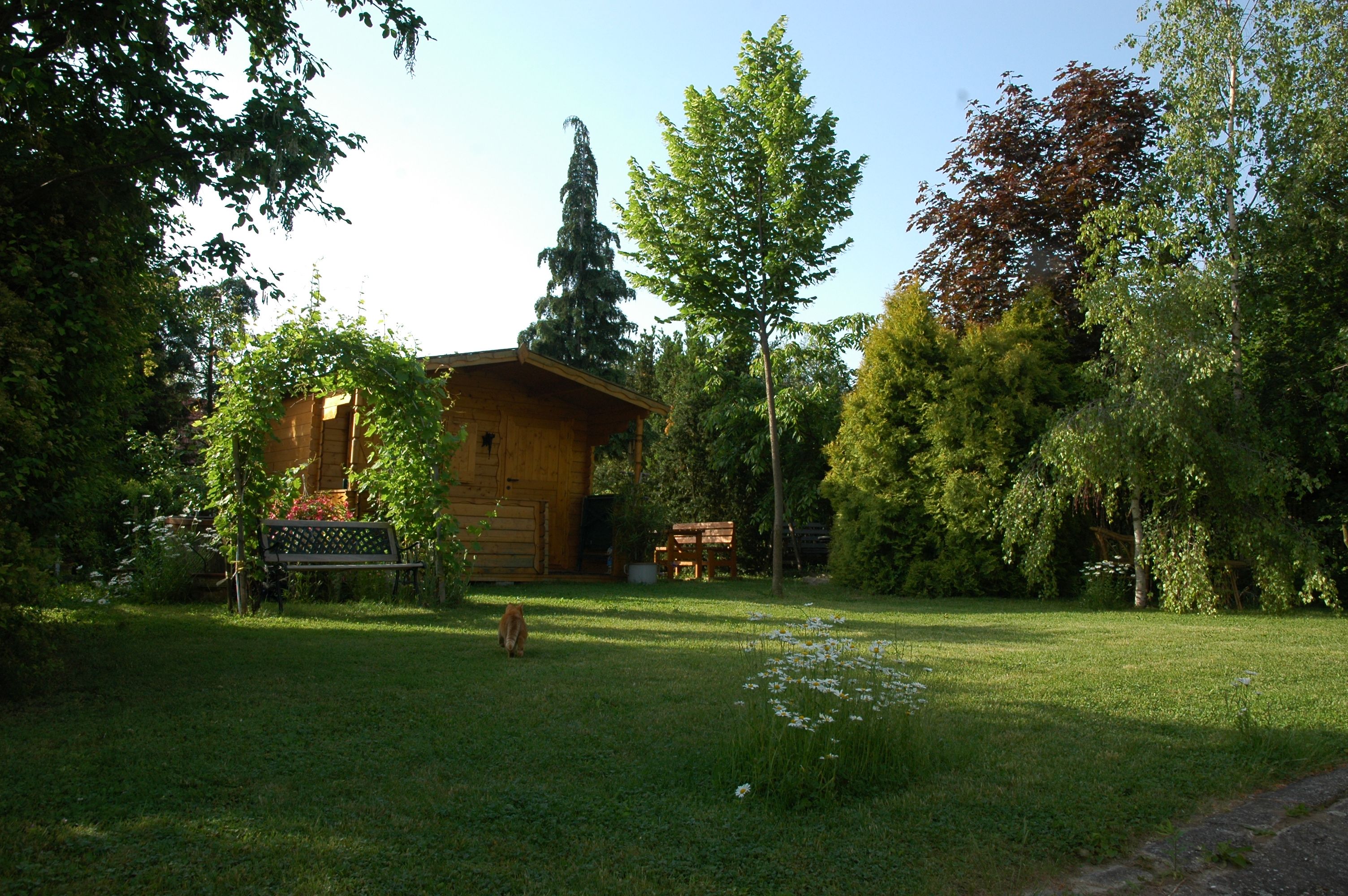 Csendes kert faházzal, fákkal és paddal. Egy macska szaladgál a gyepen.