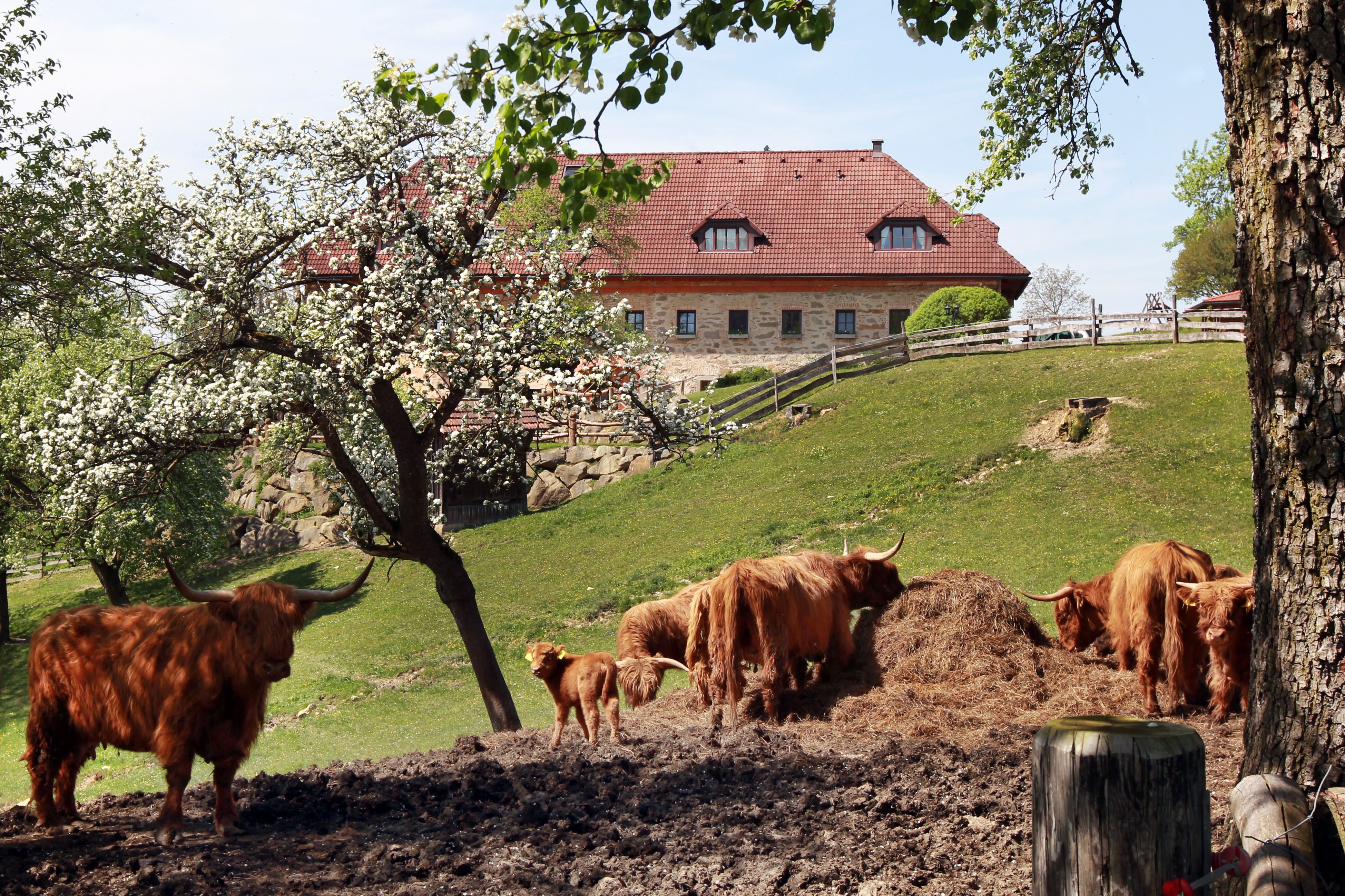 Felföldi szarvasmarhák egy farmház előtti réten.