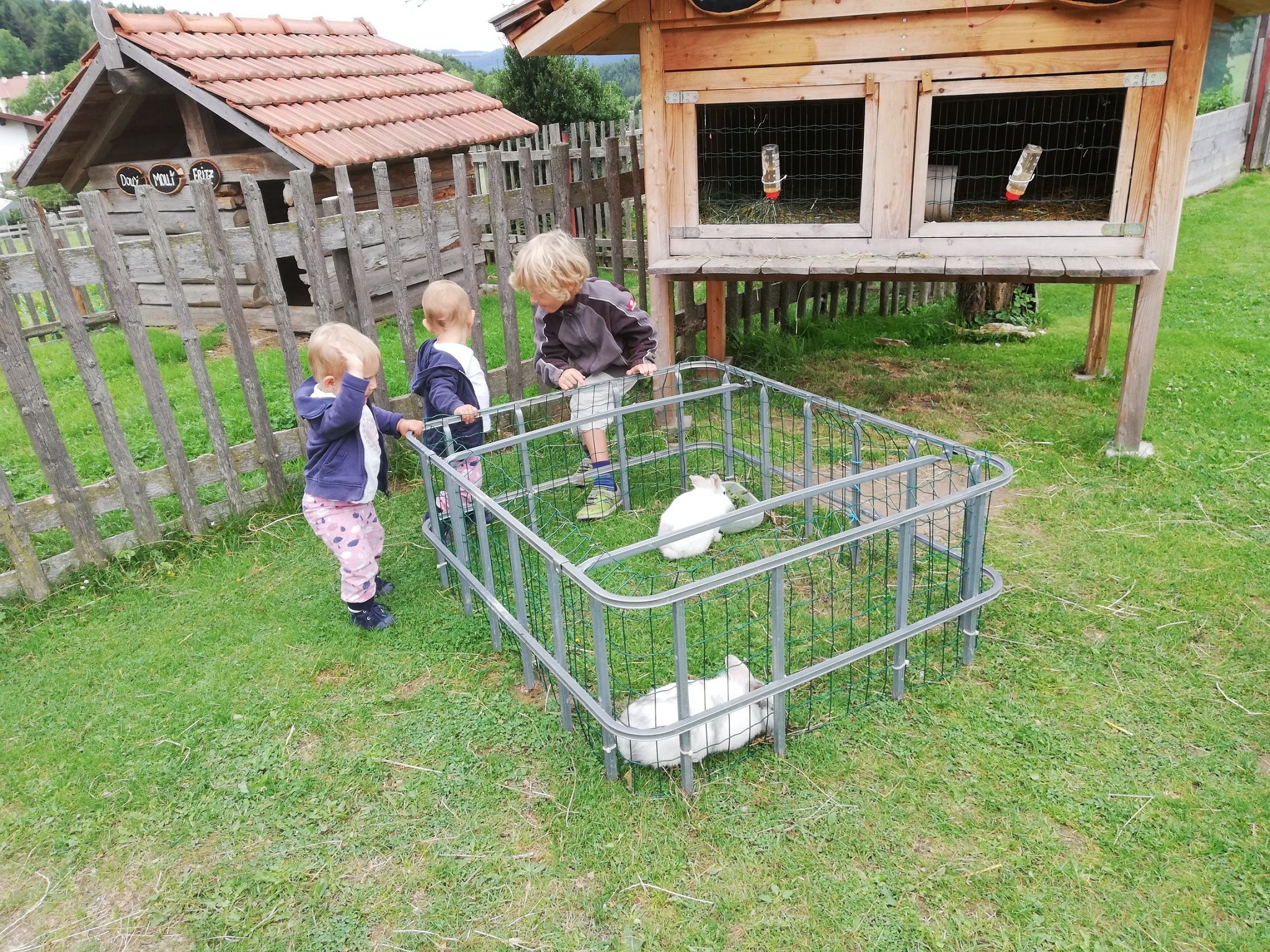 Három gyerek áll egy kis kerítés mellett, ahol fehér nyulak vannak egy réten.