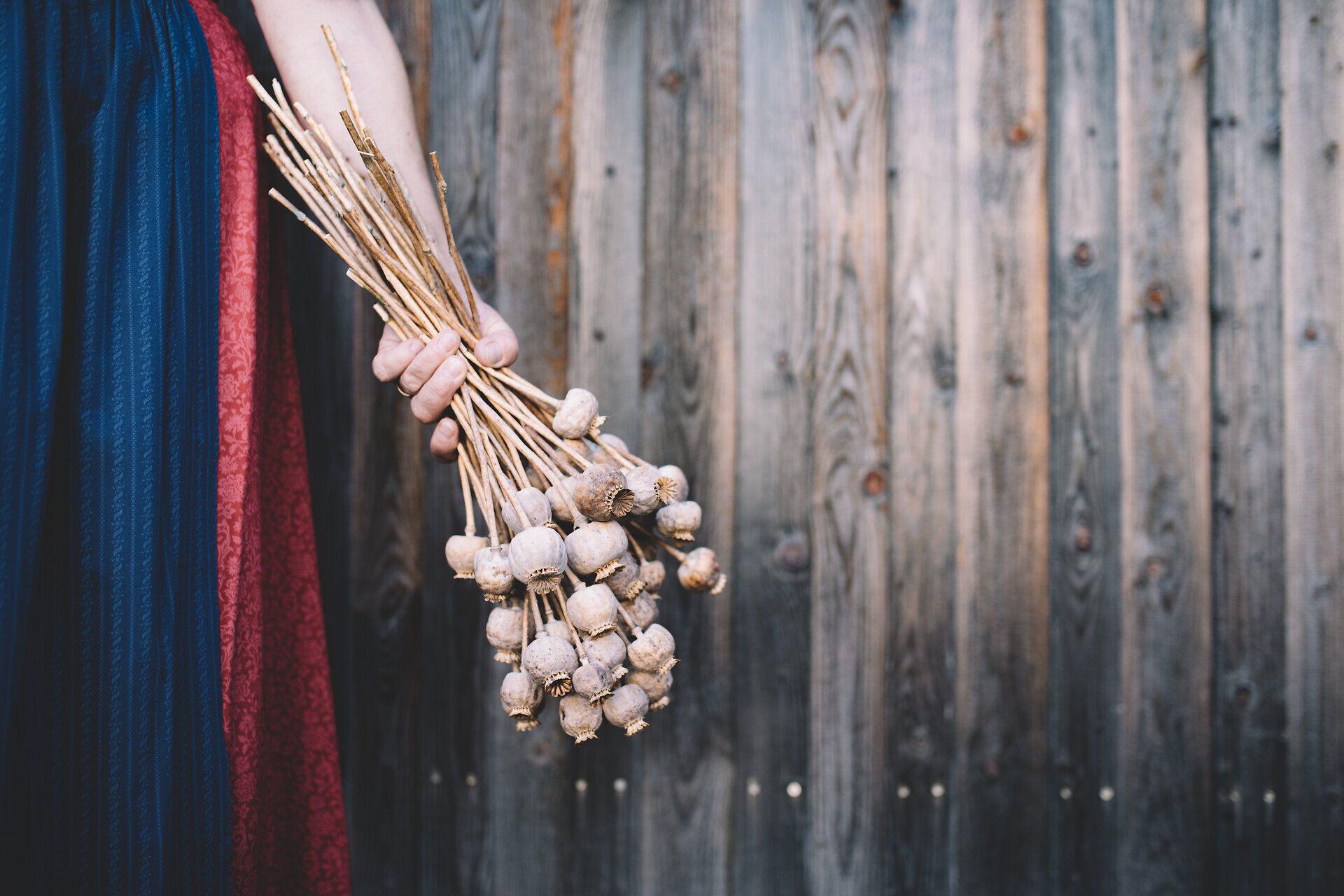 In der warmen Atmosphäre des Waldviertels wird die Tradition lebendig, während eine Hand stolz einen Strauß getrockneter Mohnblumen hält. Diese zarten, lilafarbenen Blüten erzählen Geschichten von der reichen Wirtshauskultur und der Schönheit der Natur. Ein Besuch hier verspricht nicht nur kulinarische Genüsse, sondern auch eine tiefere Verbindung zur regionalen Flora.