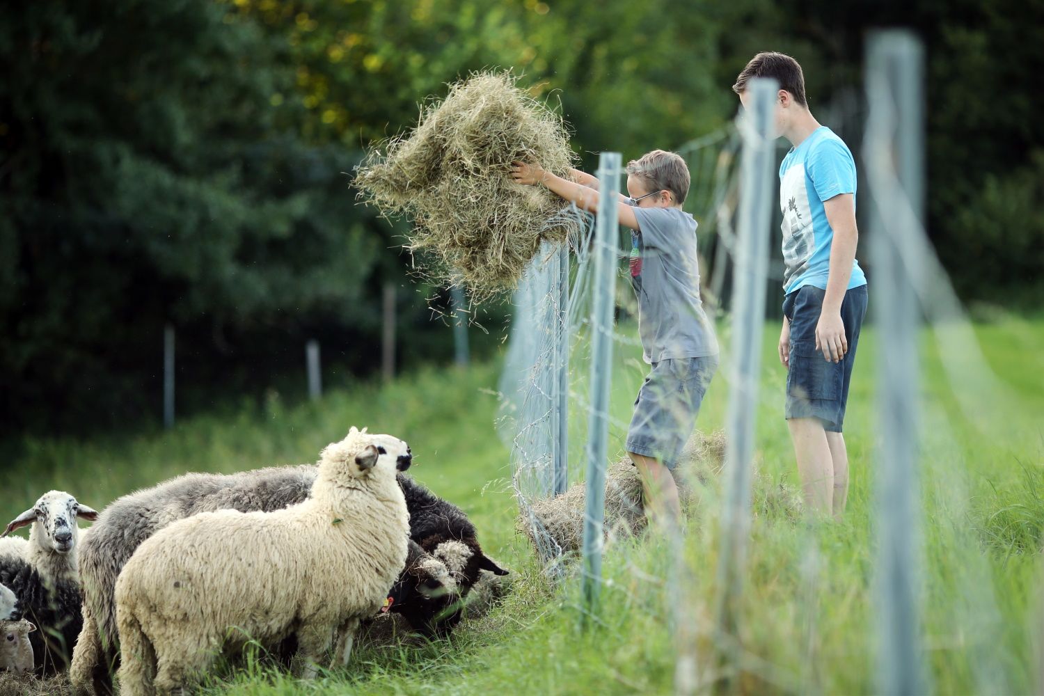 Gyermekek juhokat etetnek