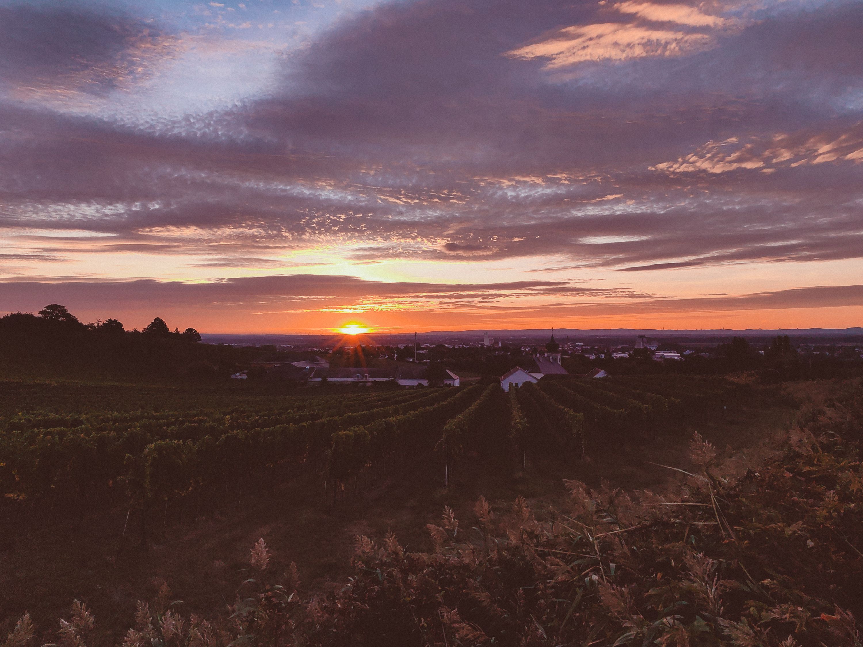 Die sanften Hügel des Wienerwaldes erstrahlen im warmen Licht der aufgehenden Sonne, während die Reben in den Weinbergen sanft im Morgenwind wiegen. Ein atemberaubender Anblick, der die Seele berührt und zum Verweilen einlädt.