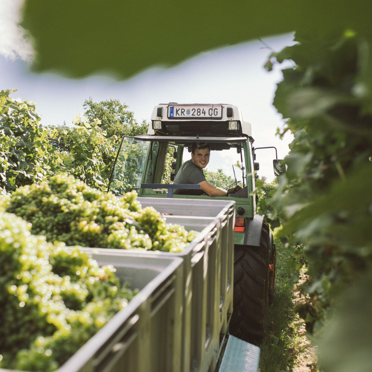 A traktorral a szőlőben