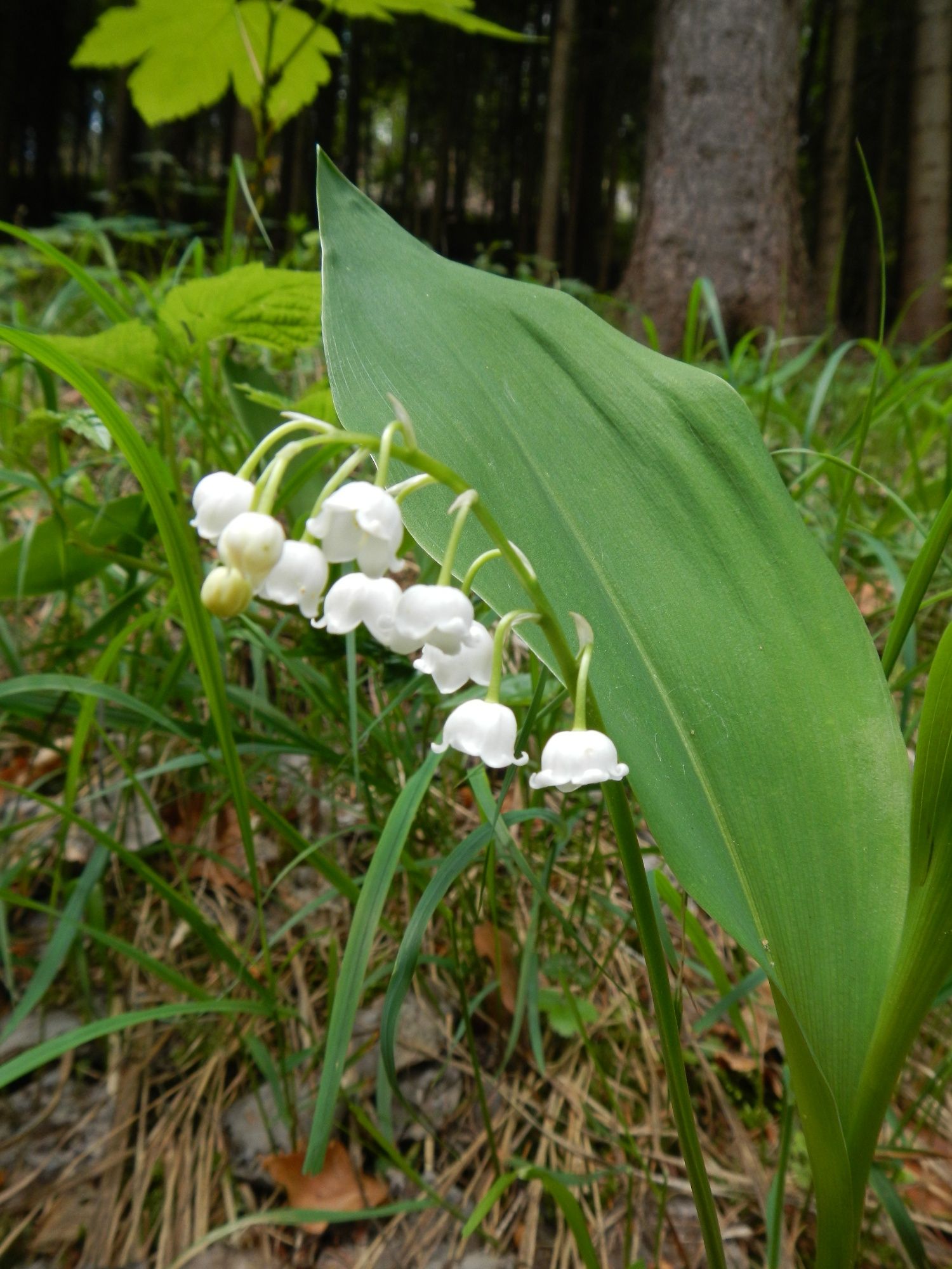 3_WANDERBLUME ST.AEGYD - A völgy liliom útja