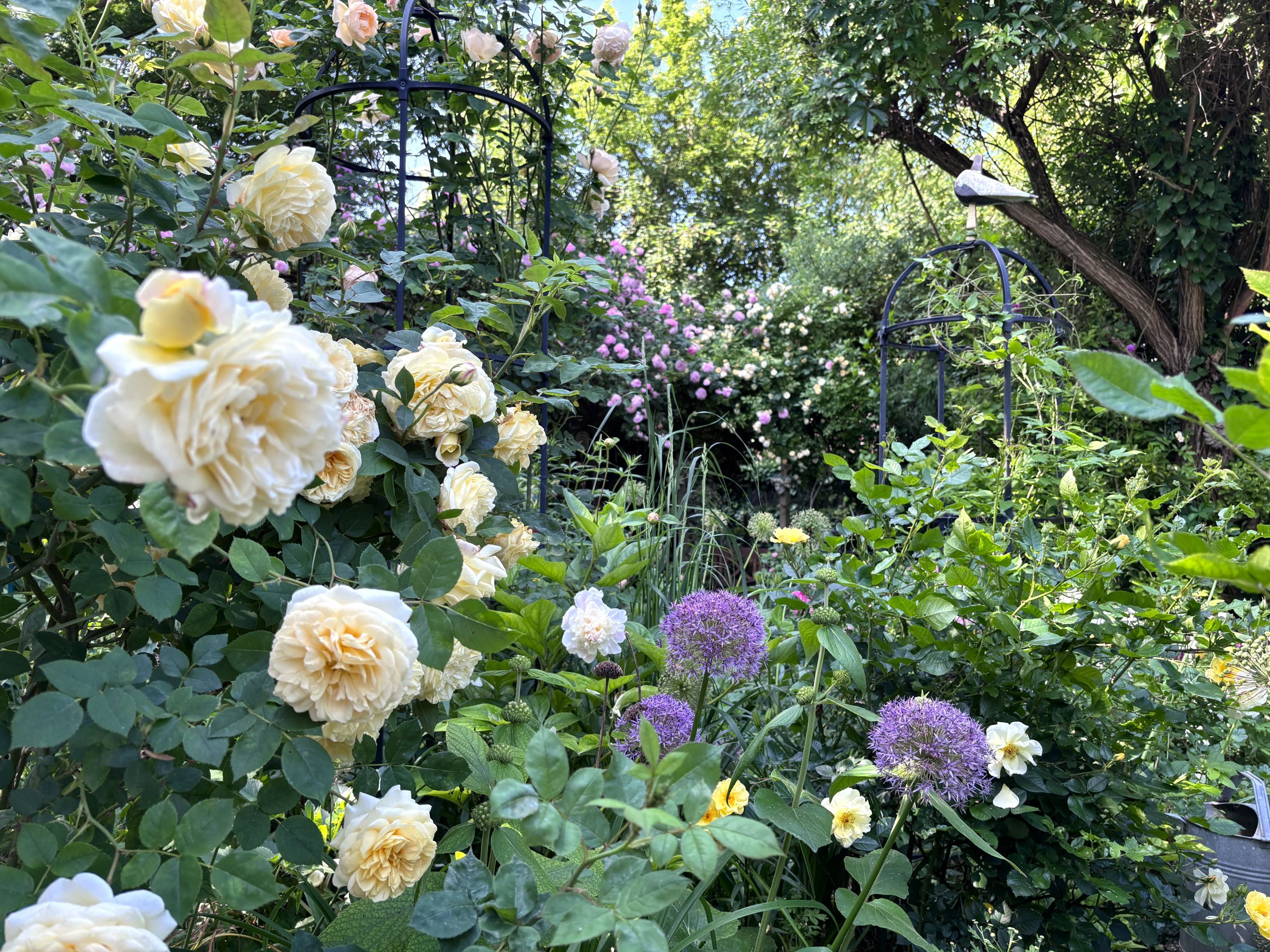 Virágzó házikert sárga rózsákkal és lila díszpóréhagymával, buja zölddel körülvéve.