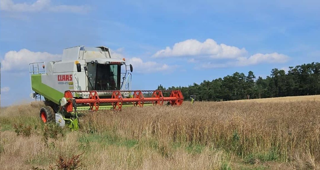 Egy Claas kombájn dolgozik a mezőn a kék ég alatt.