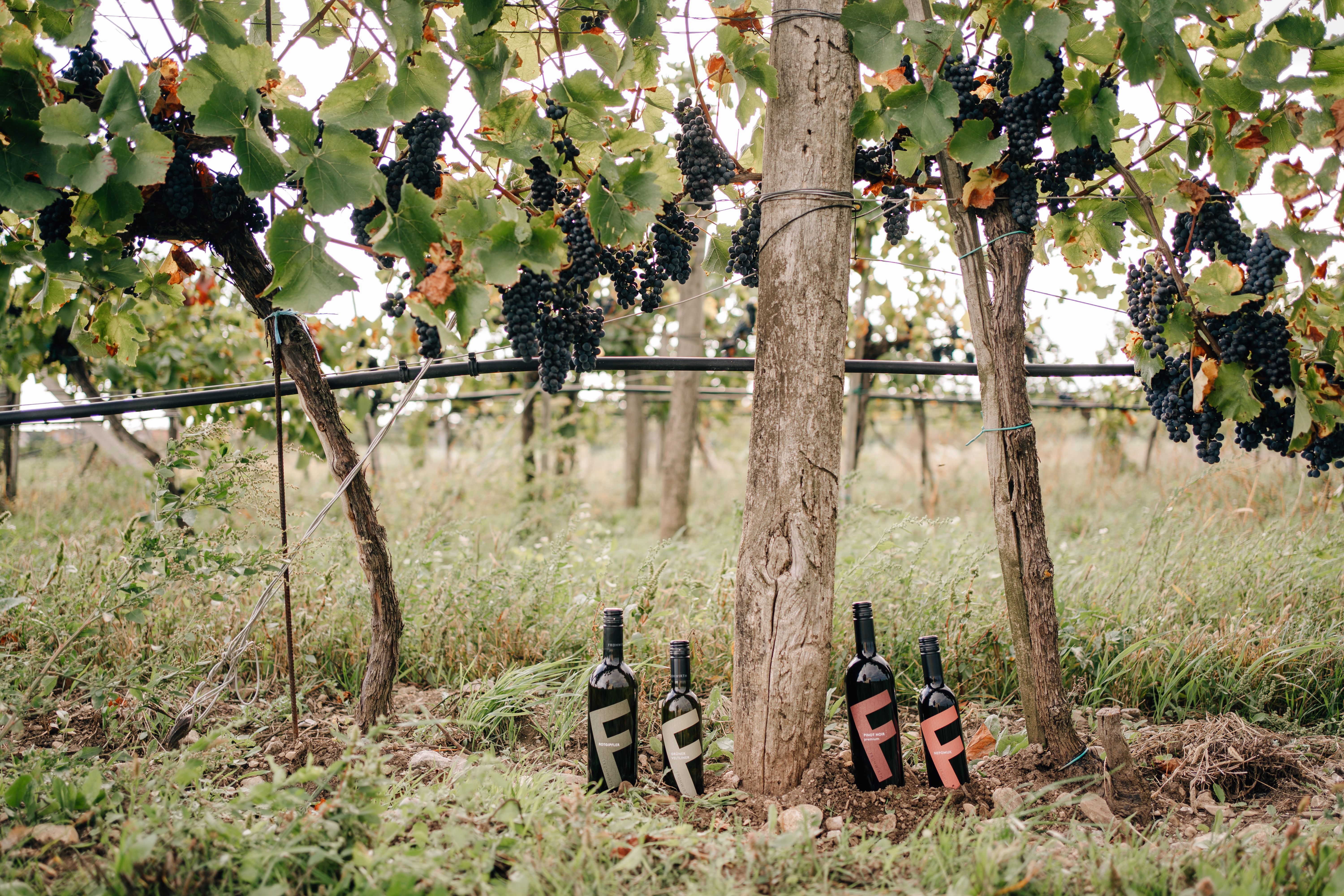 A kép illusztráció