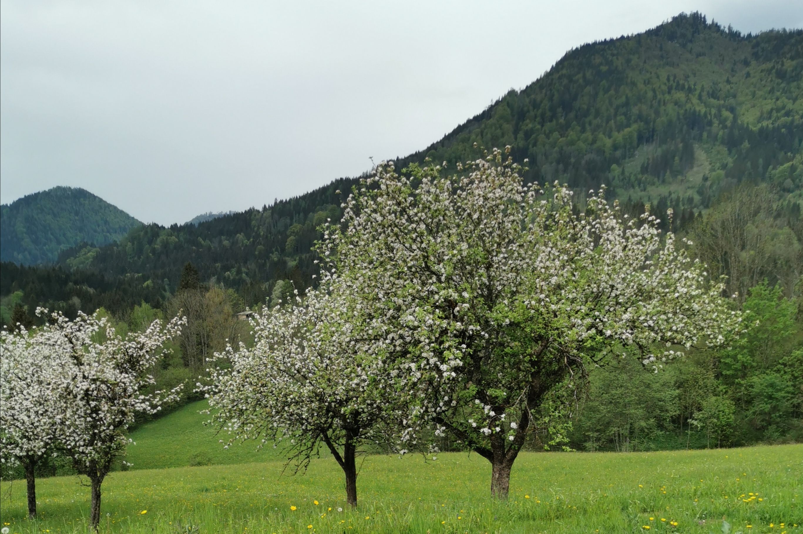 Tavasz a Lasingerhofban
