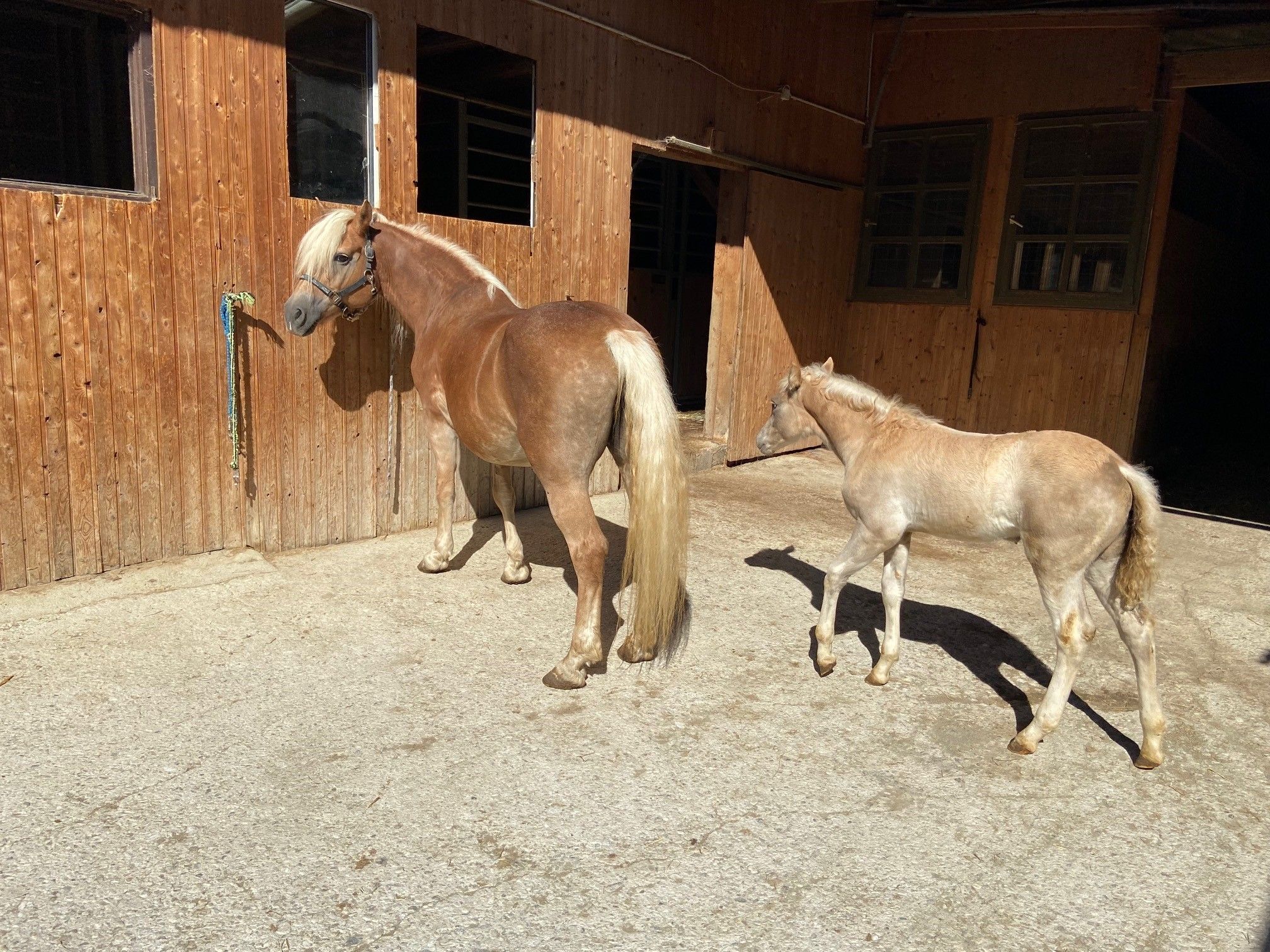 Egy haflinger ló és egy csikó áll egy fából készült istálló előtt.