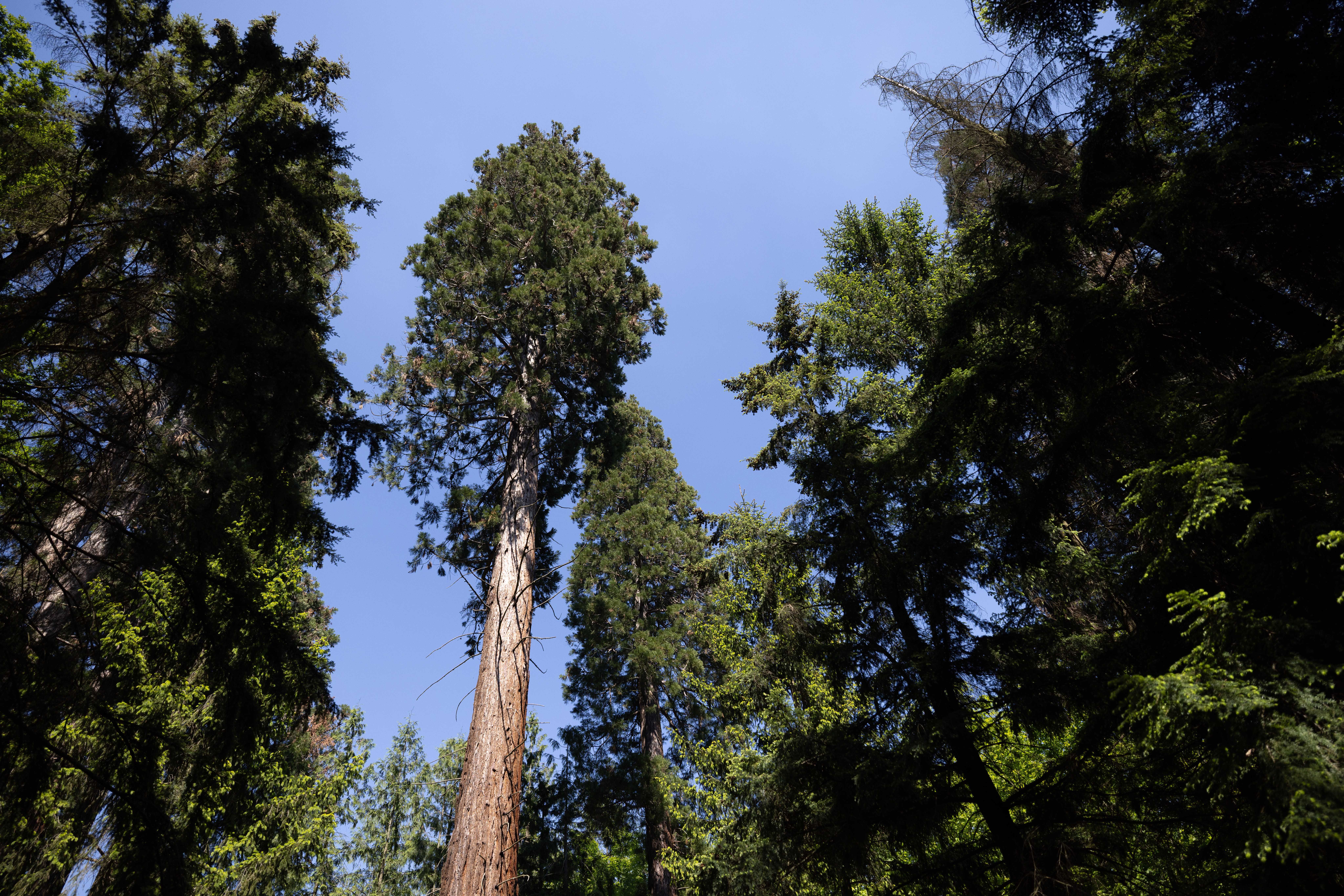 Kilátás felfelé egy sűrű erdőbe, magas fákkal és kék éggel.
