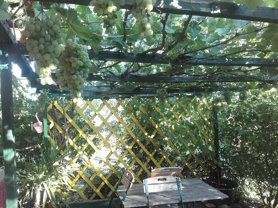 Pergola Paul Seel kertjében