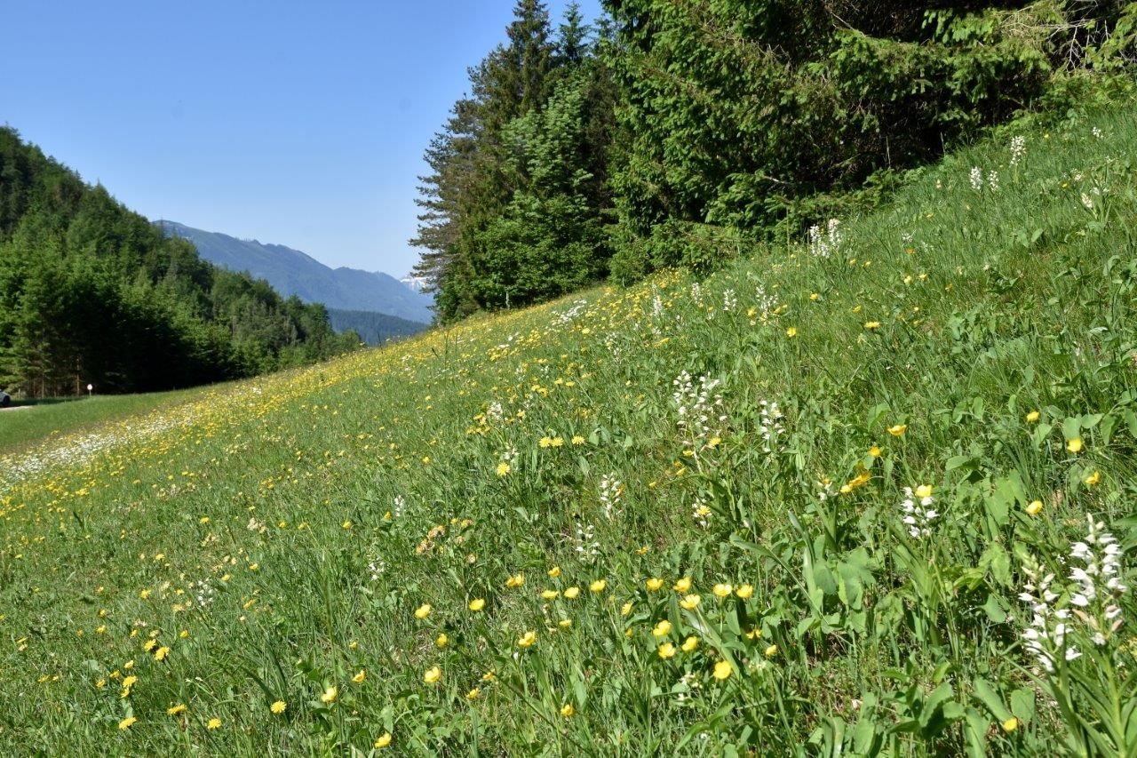 Mutató rét a Kothbergtal völgyben Lunzi-tó közelében