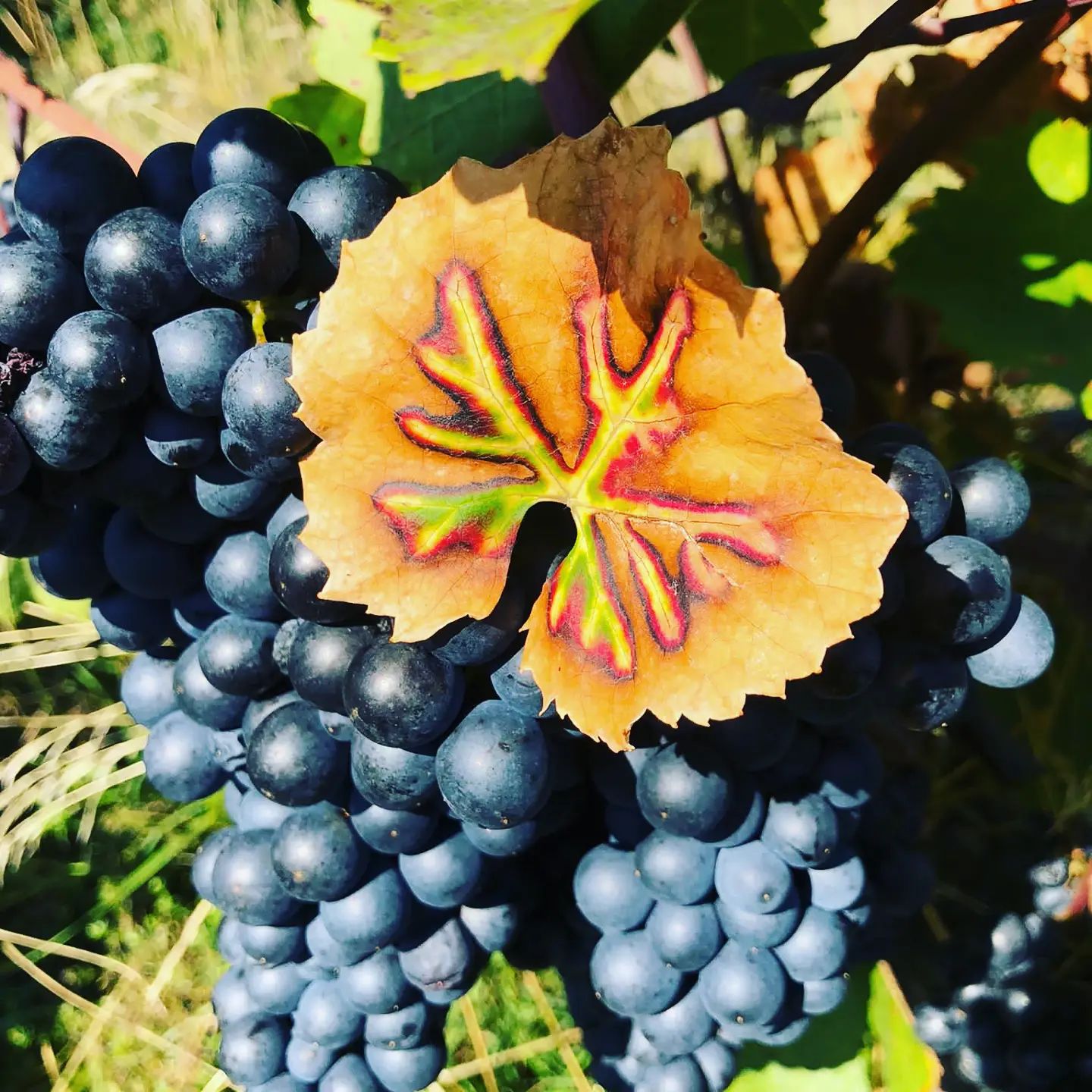 Weinbau Niefergall Wolfsthal, kék szőlő a tőkén