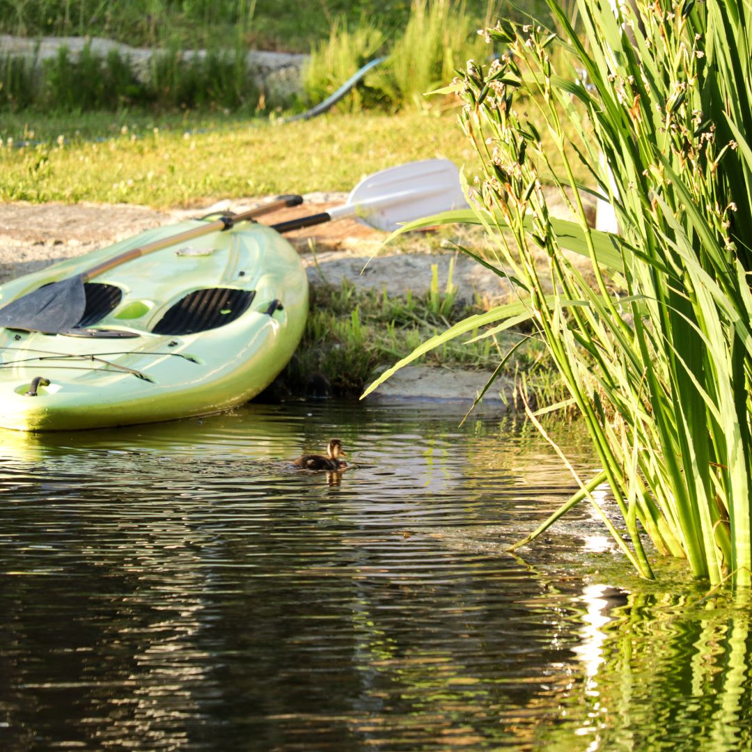 Egy zöld stand-up paddle board fekszik egy tó partján, mellette egy kis kacsa úszik a vízben.