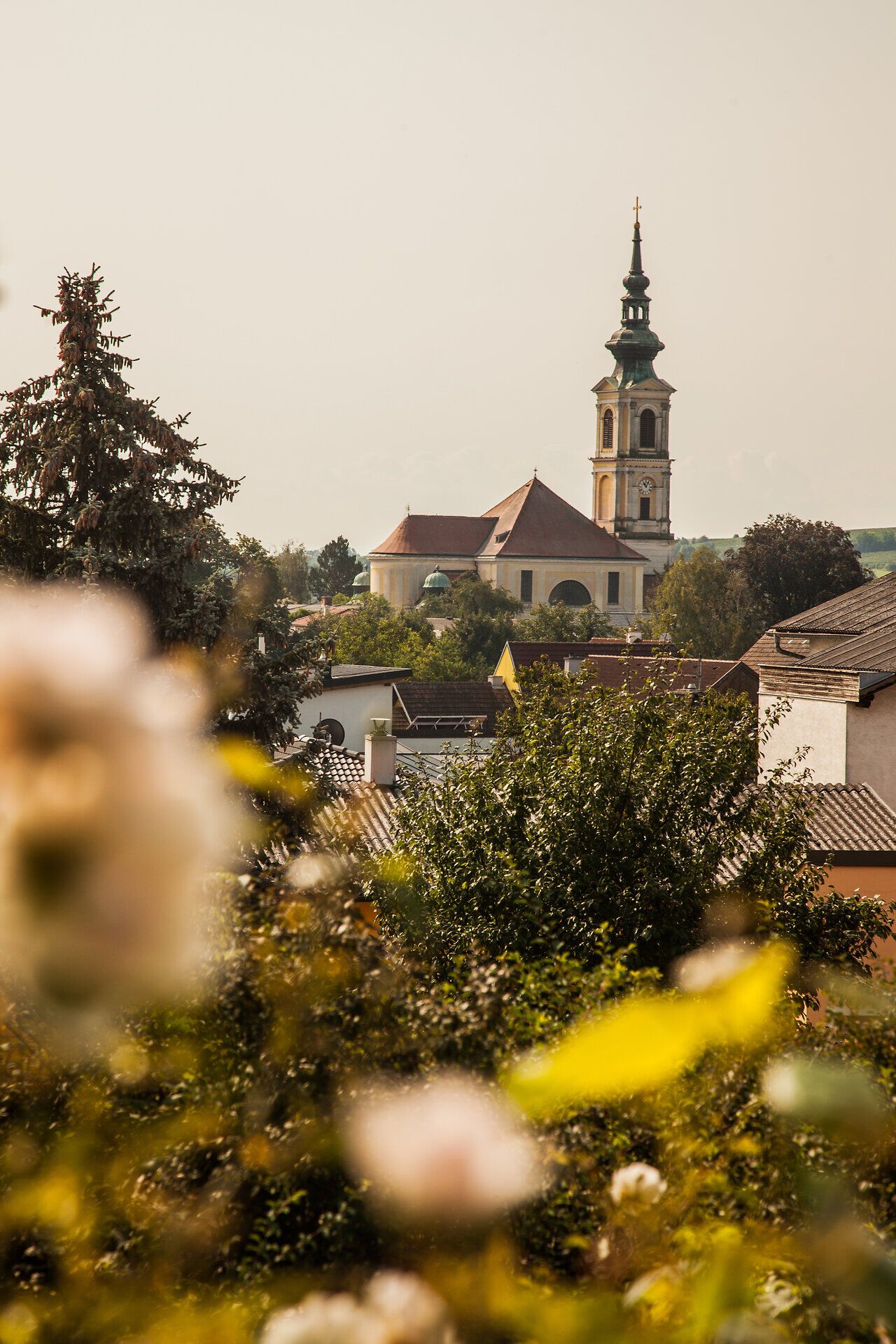 A rózsák teljes pompájukban virágoznak a szelíd dombos tájban, keretbe foglalva a festői templomot, amely büszkén őrködik a falu felett. A nap aranyló sugarai meleg fényben fürdetik a tájat, és arra invitálják Önt, hogy élvezze a természet szépségét.
