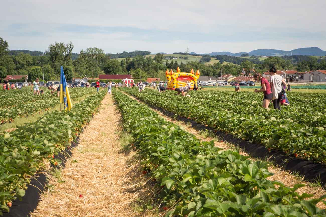 wurzers-erdbeeren-erdbeerfeld-bodensdorf-wieselburg-mostviertel-2026-3
