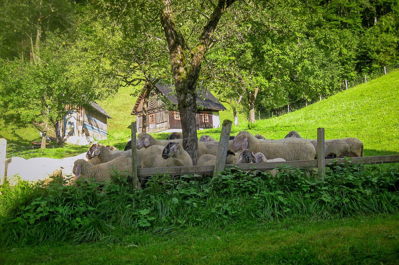 Birkák a legelőn egy farmház előtt, zöld tájban.
