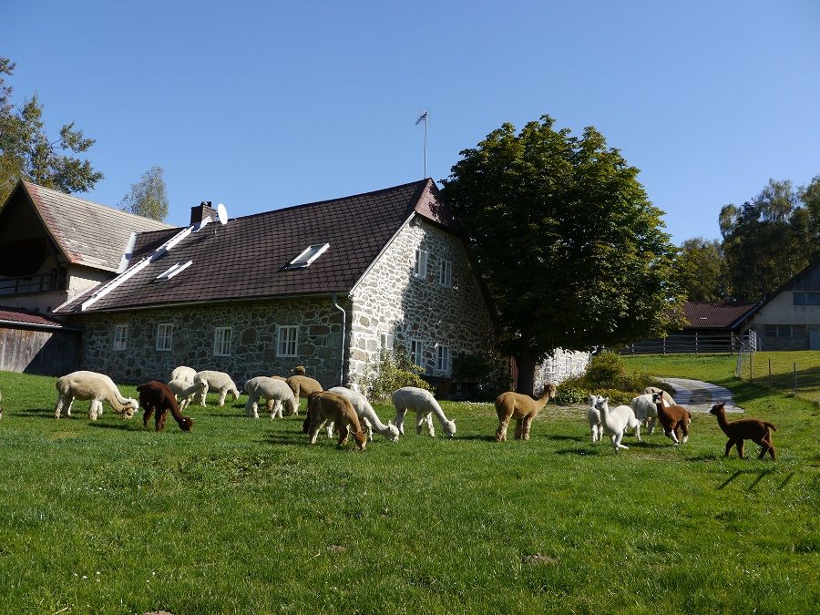 Alpacák legelésznek egy zöld réten egy kőből épült parasztház előtt.