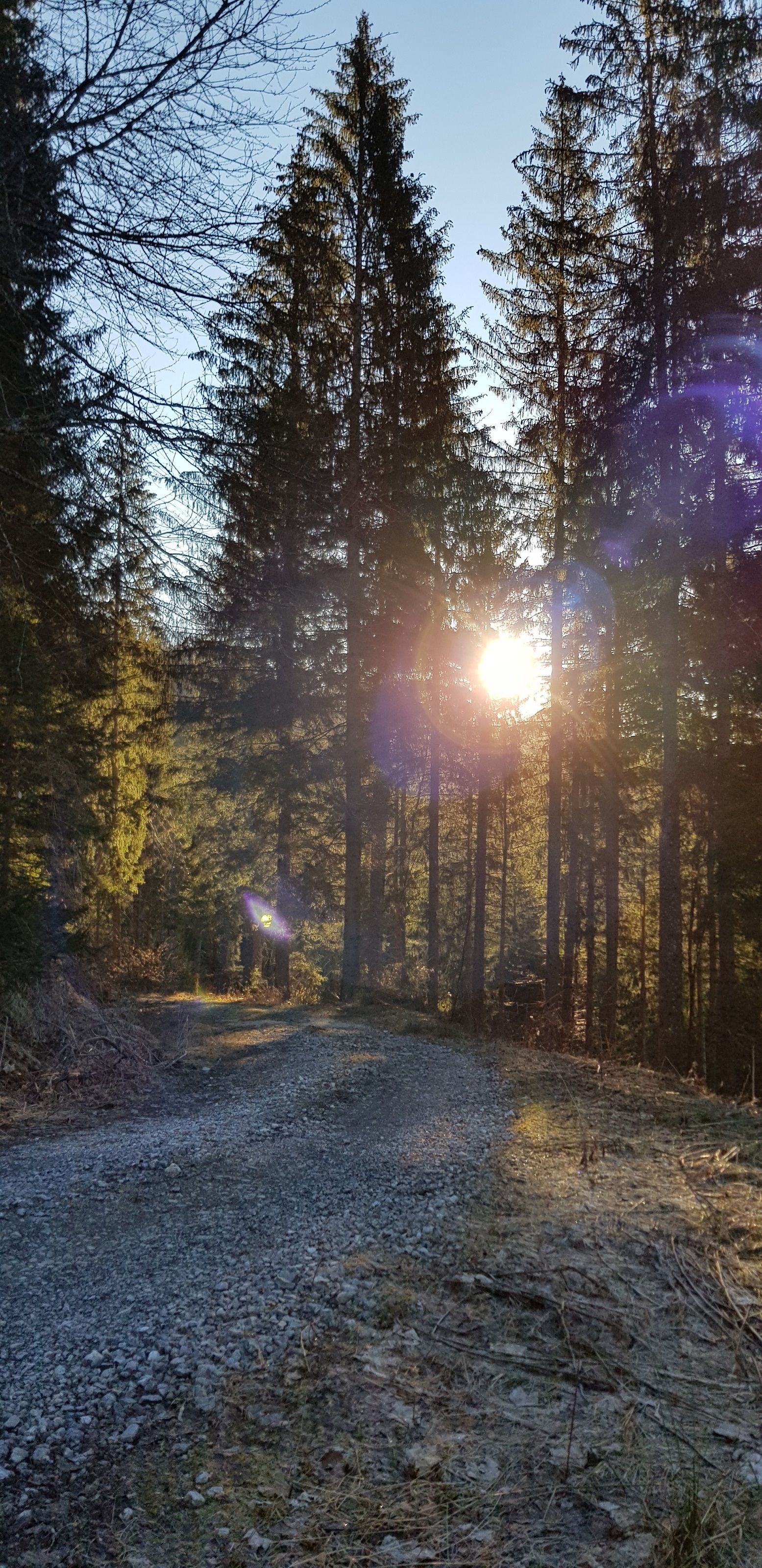 Napfelkelte