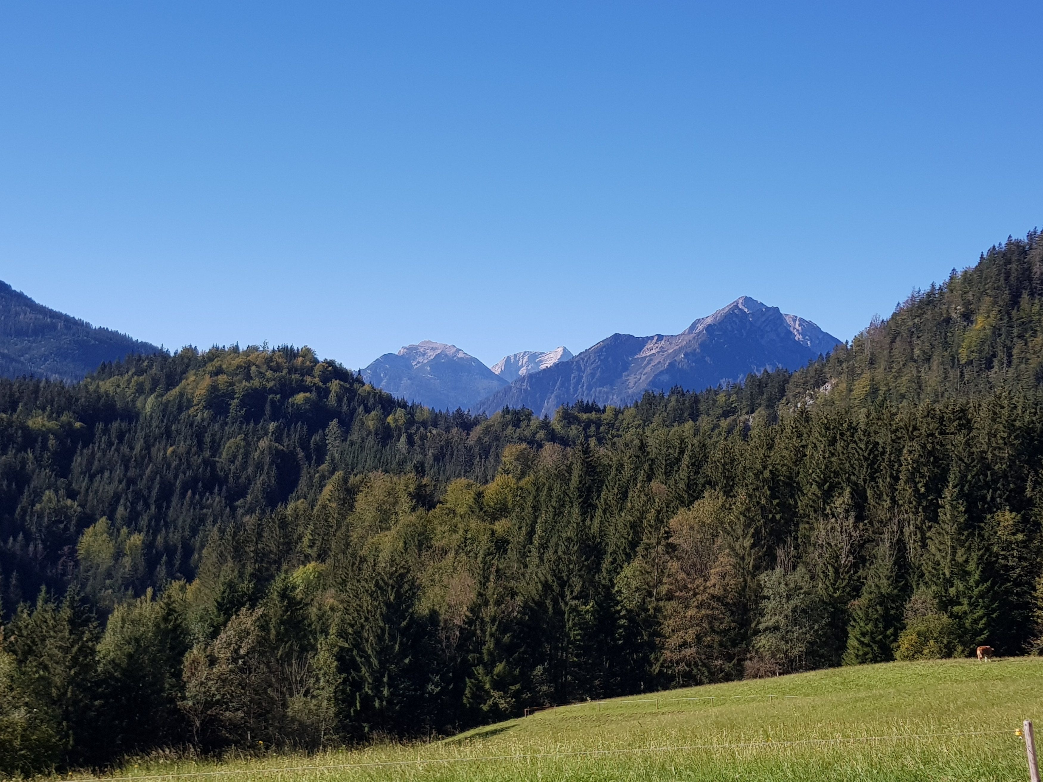 Nyár