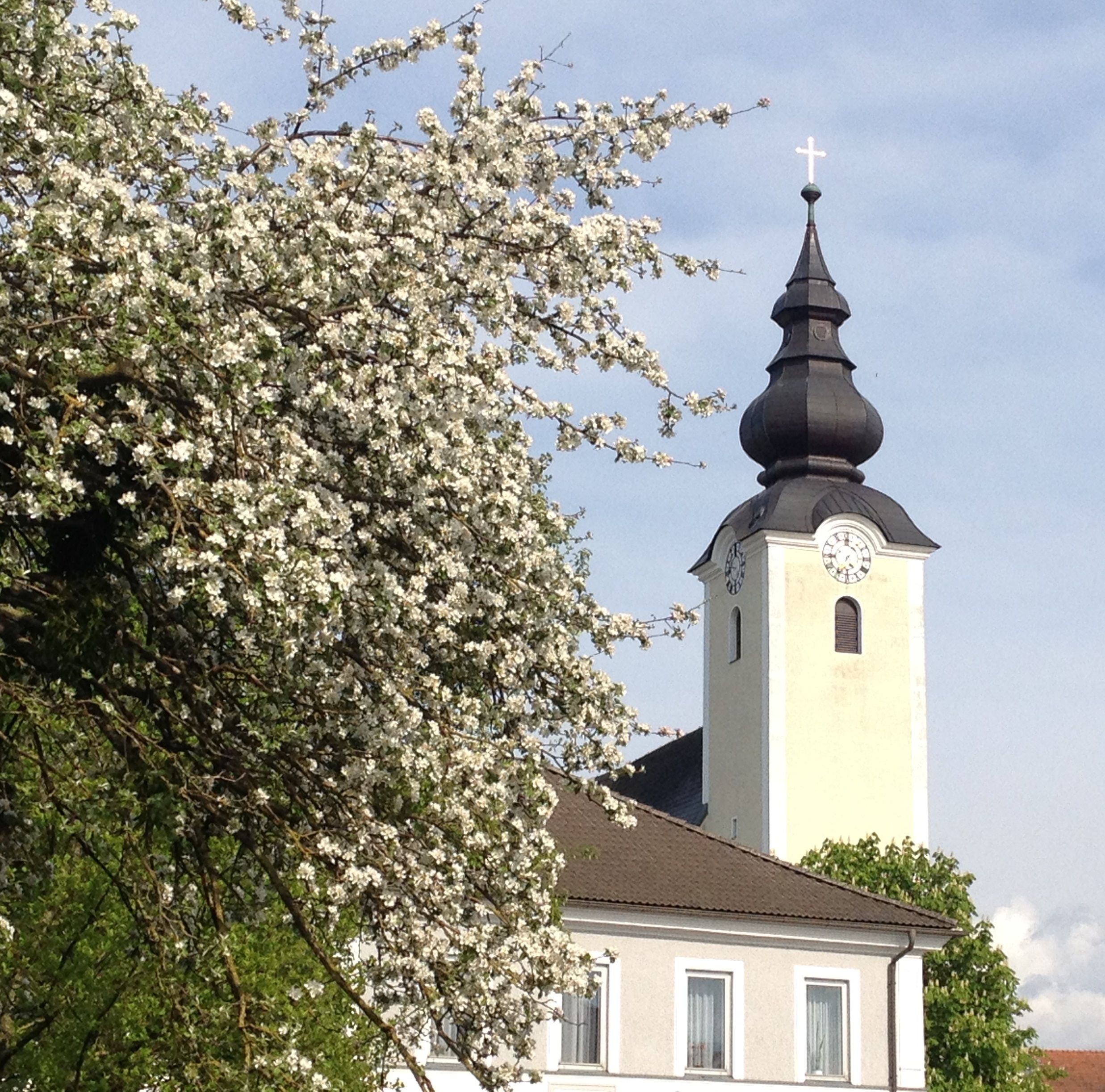 Templomtorony virágzó fával az előtérben.