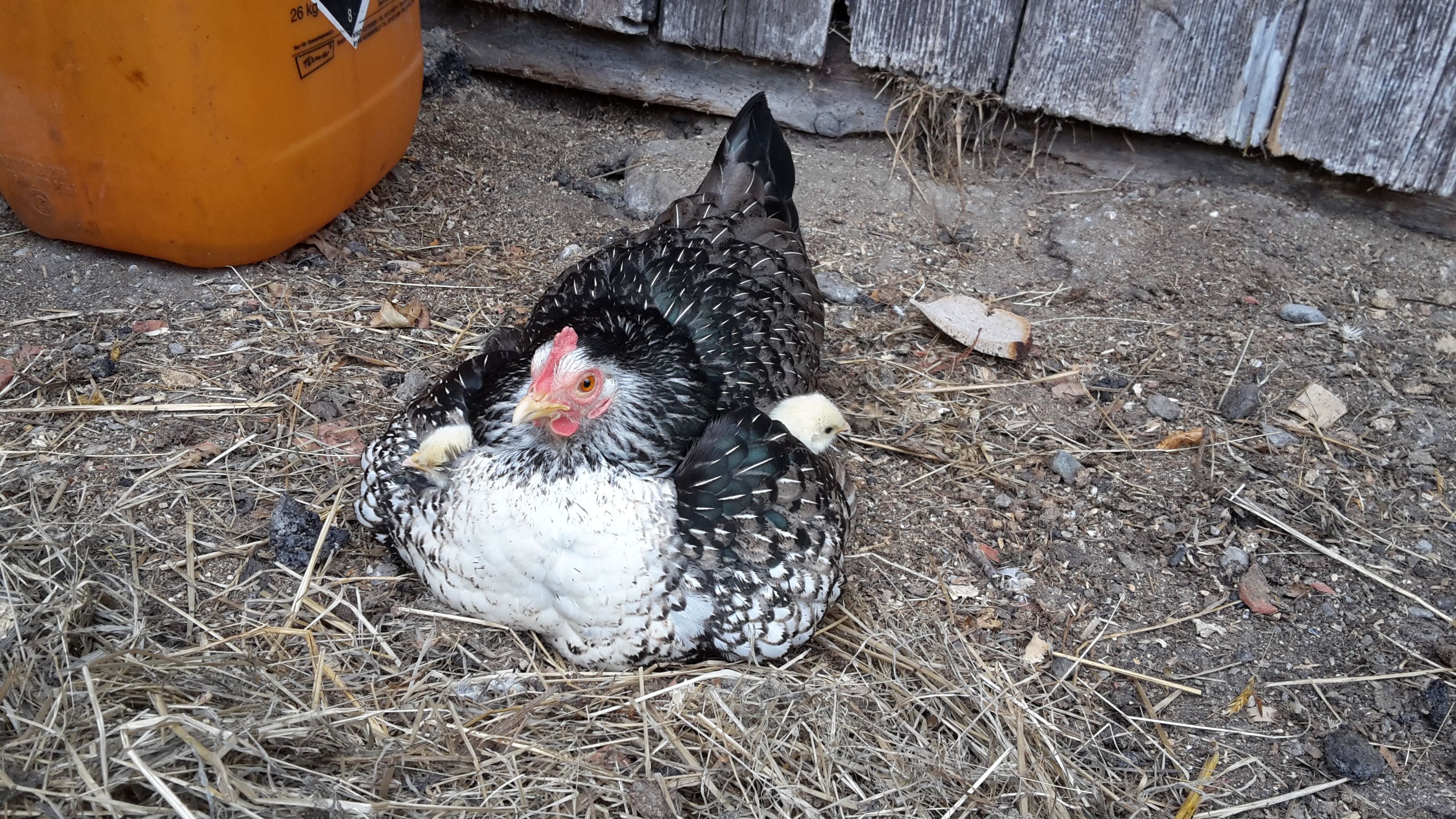 Tyúk csibékkel egy farmon.