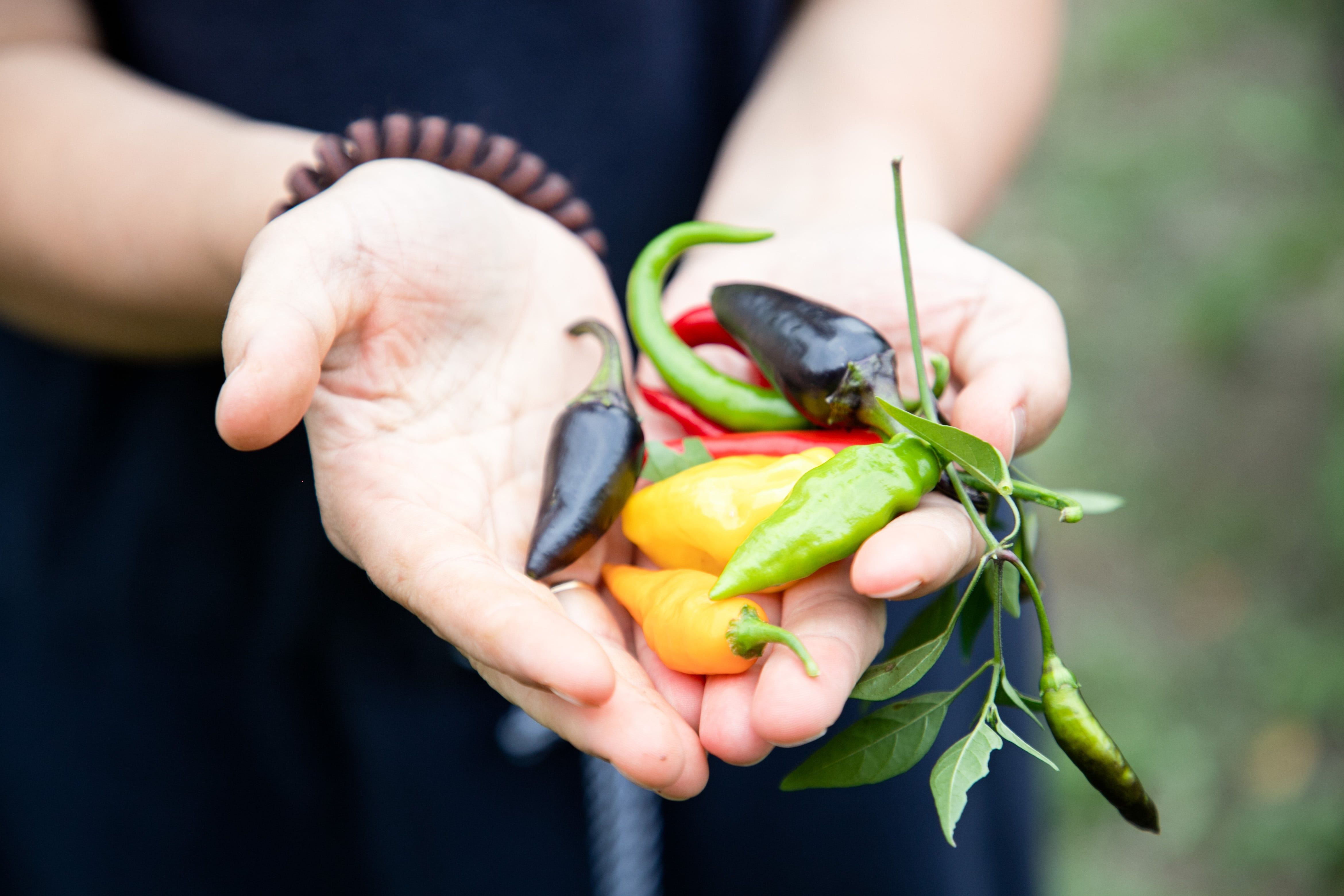 Különböző chilifajták a kezemben.