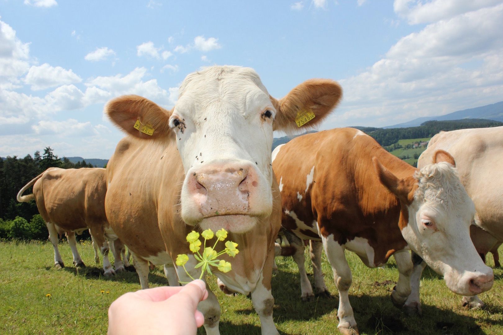 Egy kíváncsi tehén egy kézzel tartott sárga virágot szaglászik egy zöld réten, a háttérben kék éggel.