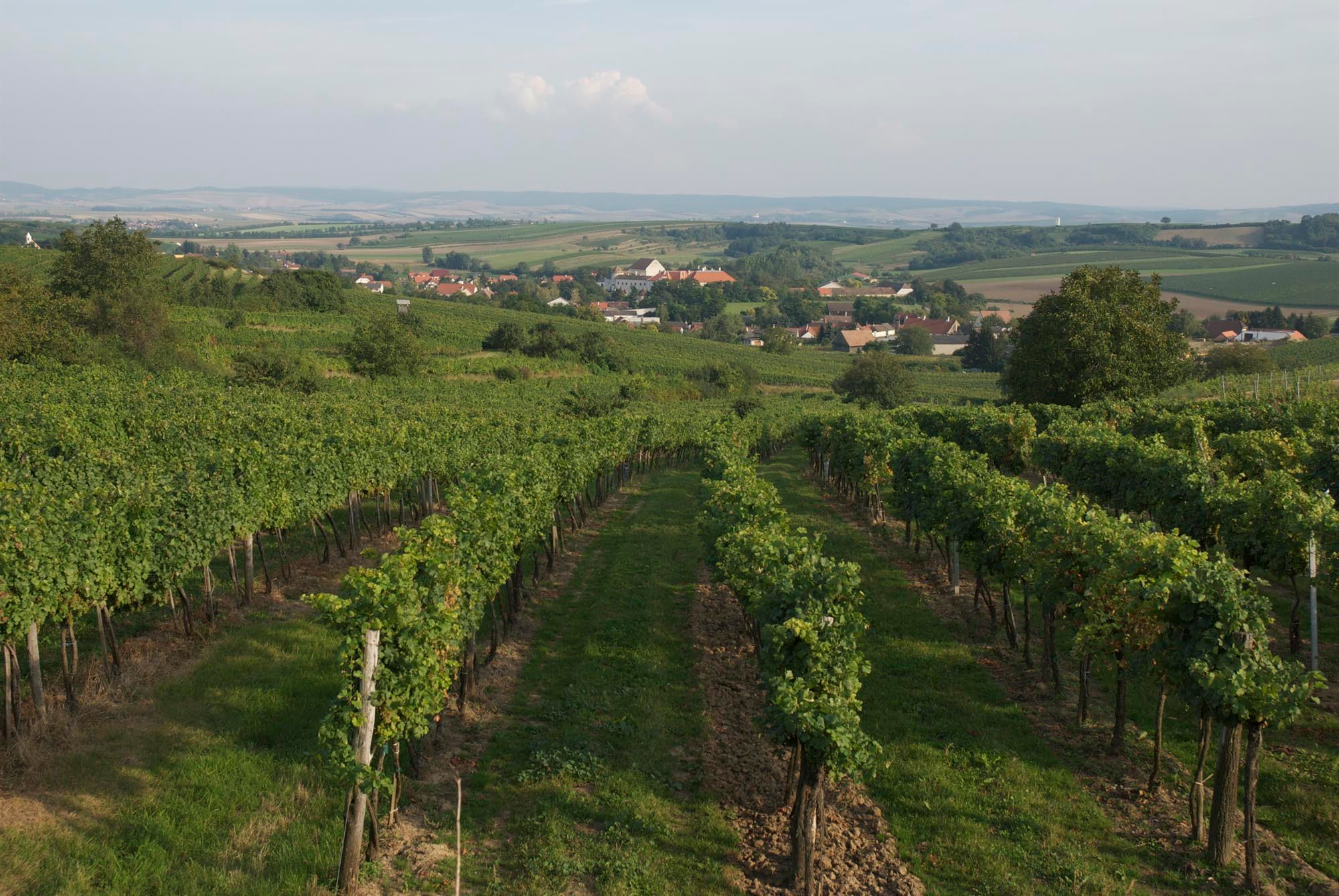 Szőlőültetvények Mailbergben, kilátással a falura és a környező vidékre.