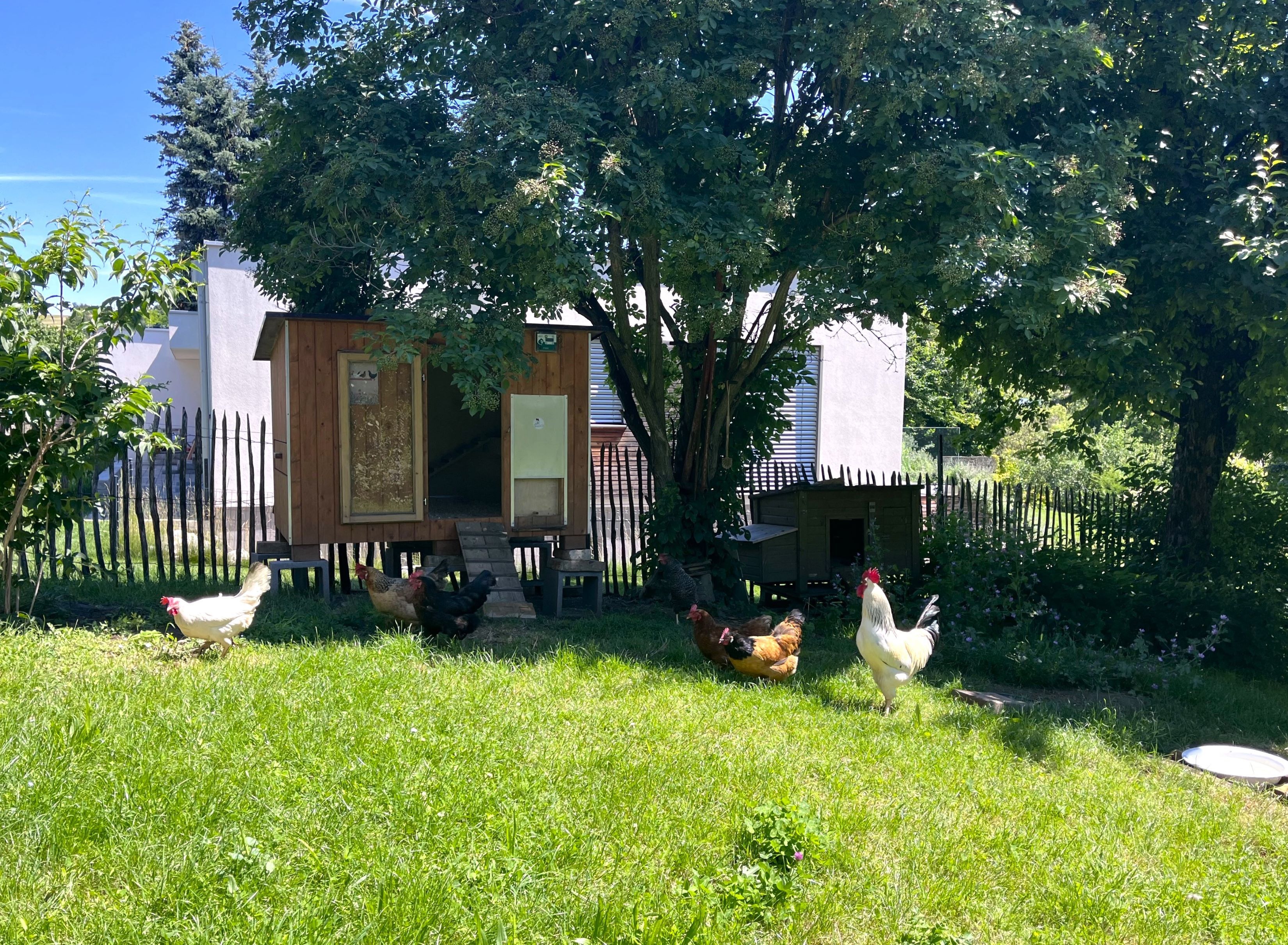 Csirkék és egy kakas a kertben, a tyúkól előtt.
