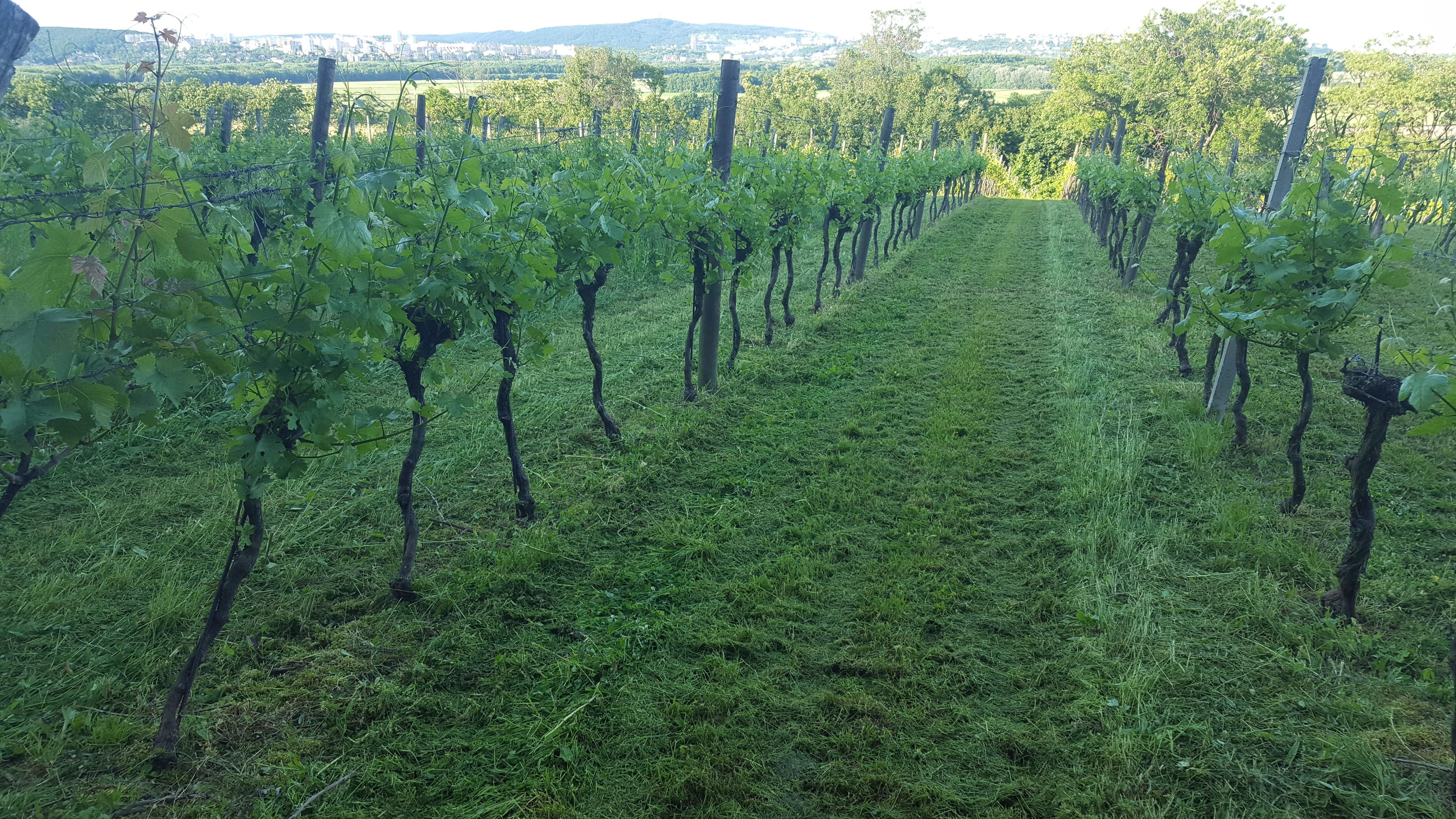 Szőlőskert, szőlőtőkék, Niefergall pincészet Wolfsthal 