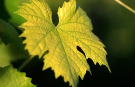 Vine leaves, &copy; Weinviertel Tourismus / Christine Wurnig