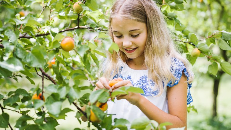 Wachau apricots, &copy; N&Ouml;W, Stefan F&uuml;rtbauer