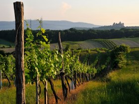 Die Burg Kreuzstein immer in Sichtweite, &copy; Weinviertel Tourismus / Mandl