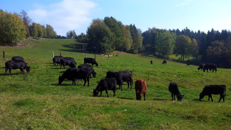 Cattle Angushof Anderl, &copy; Familie Anderl