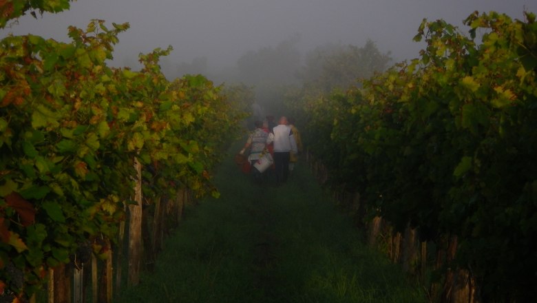 Fischer-K&uuml;gerl grape harvest, &copy; K&uuml;gerl