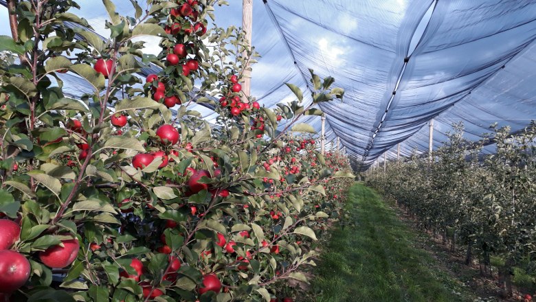 Apple growing Obsthof Sedelmaier, &copy; Obsthof Sedelmaier