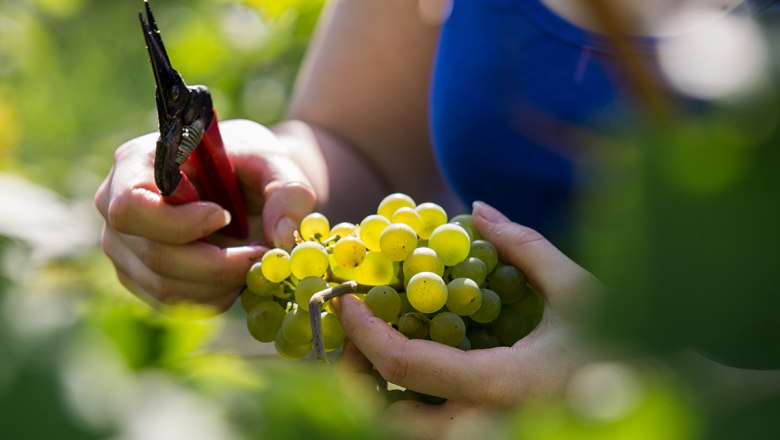 Winemaker at work, &copy; Lachlan Blair
