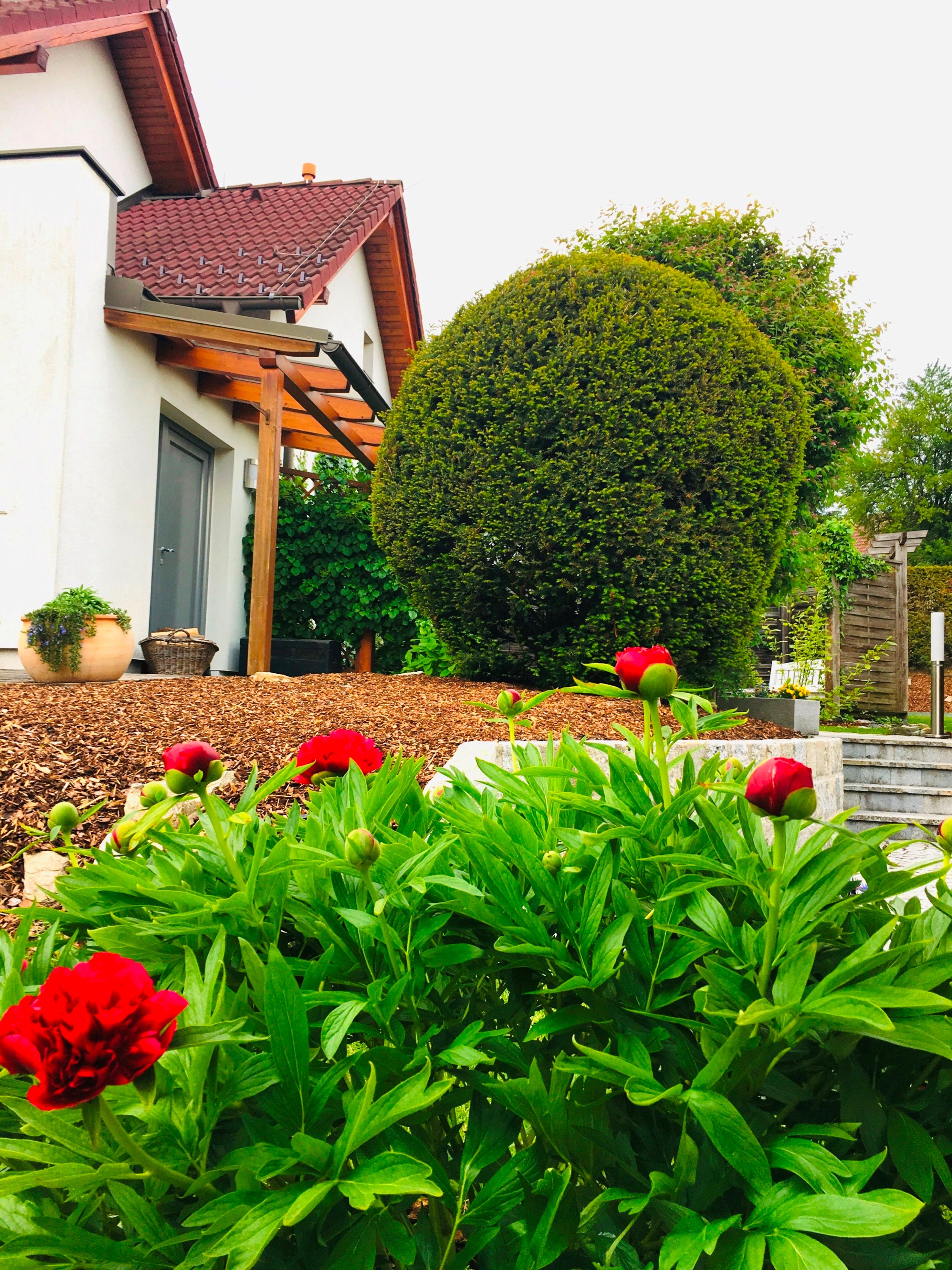 Egy gondozott kert piros virágokkal, egy nagy bokorral és egy piros tetejű házzal.