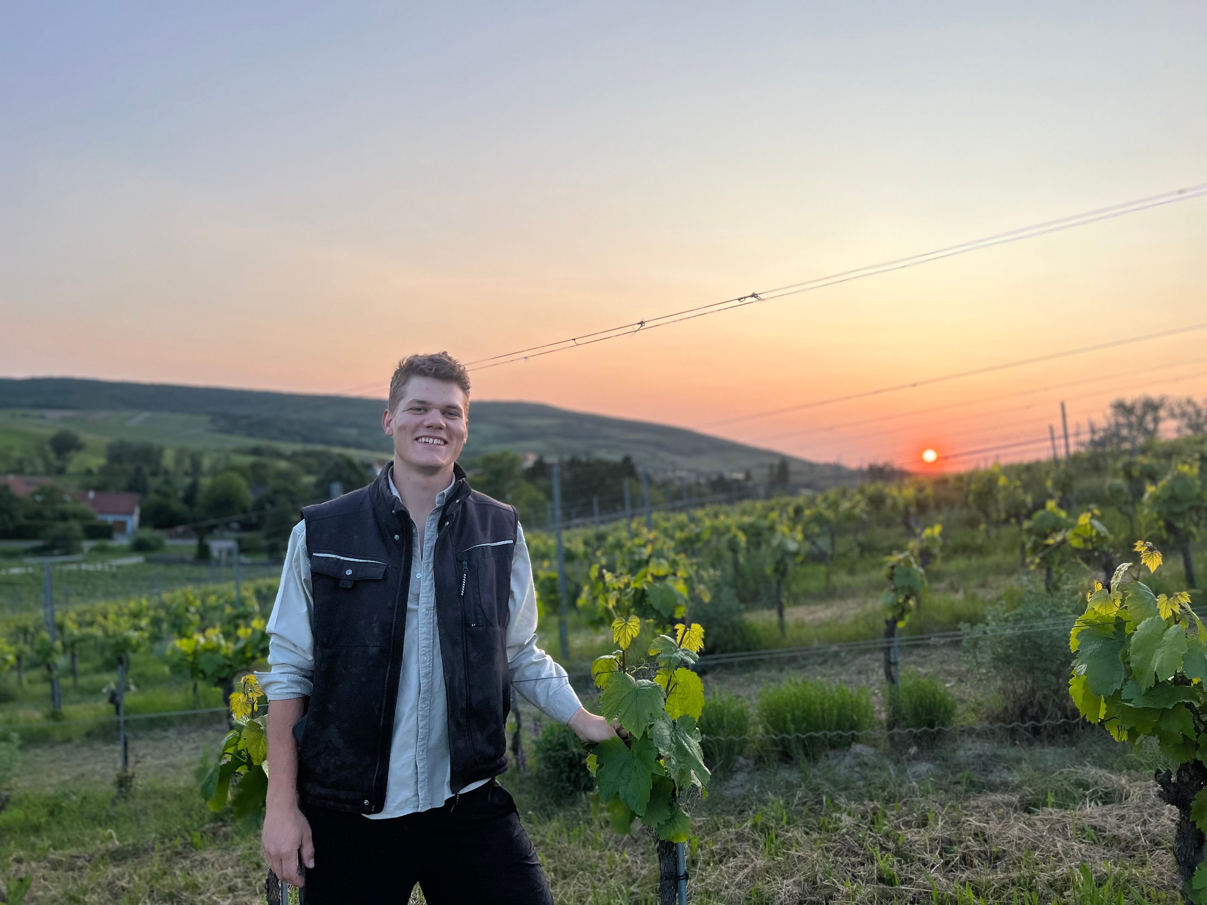 Személy a szőlőben naplementekor.