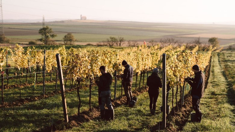 Working in the vineyard, &copy; Stefan Jurecek