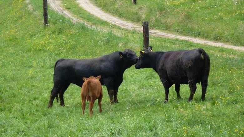 Angus cattle, &copy; Familie Anderl