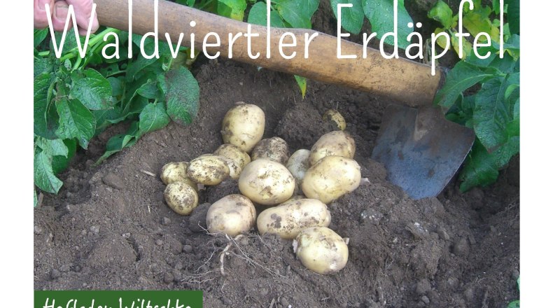 Waldviertel potatoes, &copy; Hofladen Wiltschko