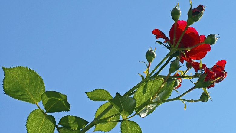 Rózsa virágzás, © i-Stock/ simplytheyu