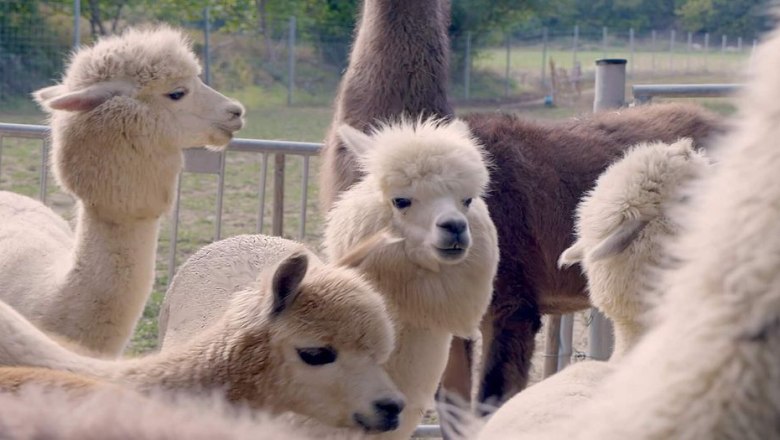 Alpaca experience in the Vienna Woods, © (c) Karina Pöschl