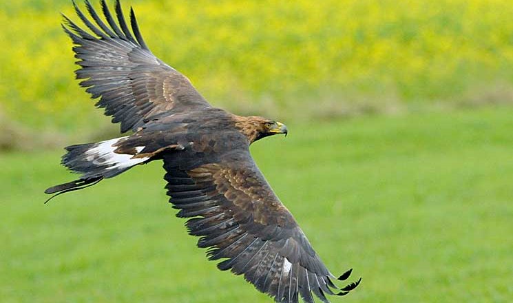 Ragadozómadarak szabad repülése, © Greifvogelzentrum