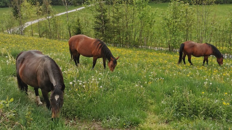 Horses at Lasingerhof, &copy; Cornelia Lasinger